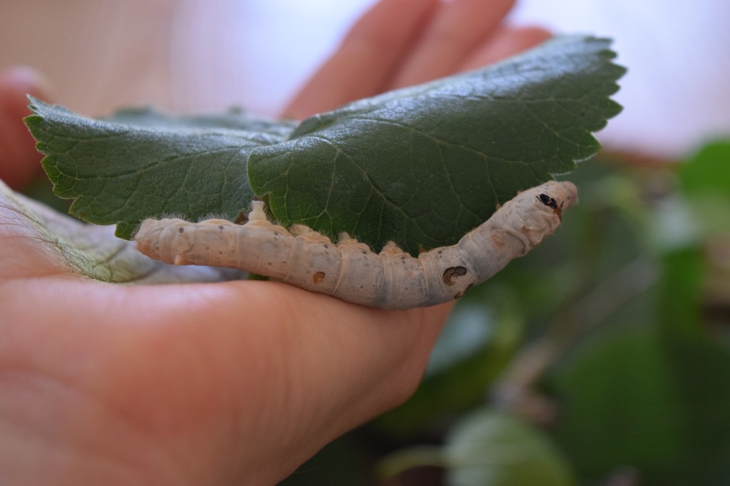 Day 25 –&nbsp;Fårö