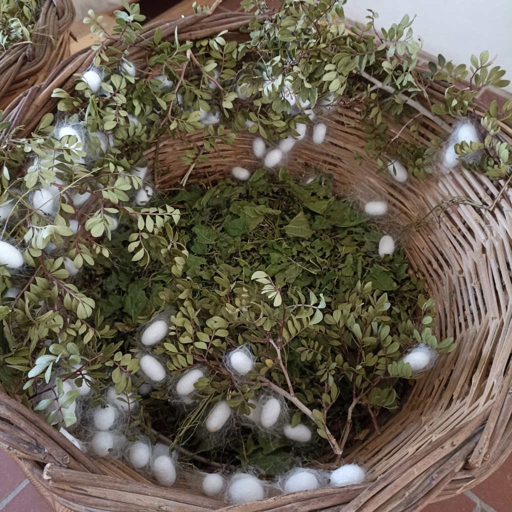 Silkworm breeding in&nbsp;Naxos